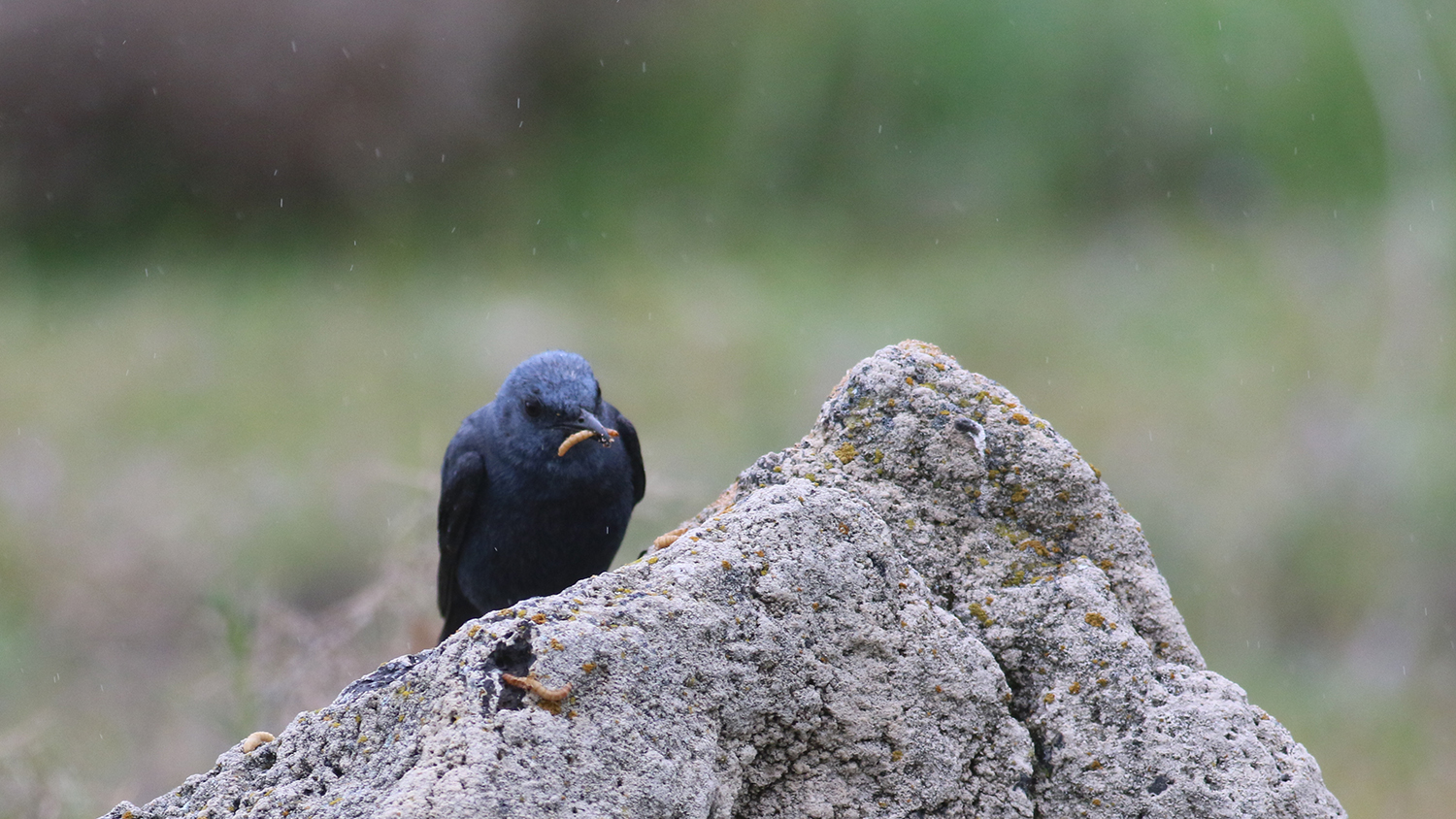 Blue Rock-Thrush